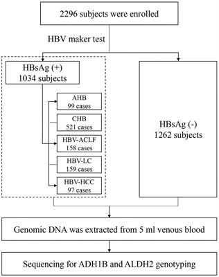 Genetic Variations of ALDH (rs671) Are Associated With the Persistence of HBV Infection Among the Chinese Han Population